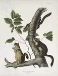 Sciurus Douglassii, Douglass's Squirrel. Natural size. 1. Male, 2, Female.