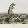 Spermophilus Douglassii, Douglasse's Spermophile. Natural size.