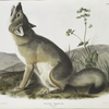 Vulpes velox, Swift Fox. Natural size. Male.