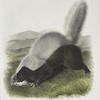 Mephitis mesoleuca, Texan Skunk. Natural size.