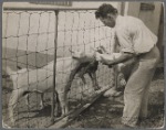 Goats enjoying goat milk. Prince Georges County, Beltsville, Maryland.