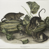 Mus decumanus, Brown, or Norway Rat. Natural size. Male, female & young.