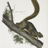 Sciurus rubricaudatus, Red-tailed Squirrel. Natural size. Male.
