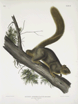 Sciurus rubricaudatus, Red-tailed Squirrel. Natural size. Male.