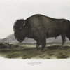 Bos Americanus, American Bison, or Buffalo. 1/7 Natural size. Male.