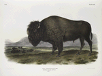 Bos Americanus, American Bison, or Buffalo. 1/7 Natural size. Male.