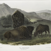Bos Americanus, American Bison. 1/8 Natural size. 1. Female, 2. Young, 3. Male.