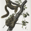 Sciurus sub-auratus, Orange-bellied Squirrel. Male & female. Natural size.
