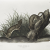 Puttorius ermninea, White Weasel, Stoat. Natural size. 1. Male, 2. Female.