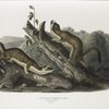 Putorius frenata, Bridled Weasel. Males. Natural size.