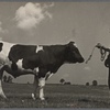 Inbred bull. Prince Georges County, Beltsville, Maryland.