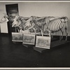 View of three types of cow (dairy, beef, and dual purpose) developed at the experimental farm of the U.S.D.A. Prince Georges County. Beltsville, Maryland.