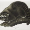 Procyon lotor, Raccoon. (Male. Natural size.)