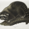 Procyon lotor, Raccoon. (Male. Natural size.)