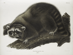 Procyon lotor, Raccoon. (Male. Natural size.)