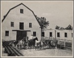 Corralling cattle. Prince Georges County. Beltsville, Maryland.