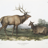 Cervus Canadensis, American Elk, Wapiti Deer. 1/7 Natural size. Male and Female.