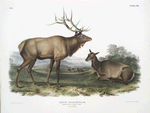 Cervus Canadensis, American Elk, Wapiti Deer. 1/7 Natural size. Male and Female.