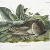 Lepus negricaudatus, Black-tailed Hare. Male. Natural size.