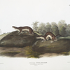 Mustela fusca , Little American Brown Weasel. Natural size.