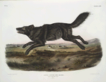 Canis lupus, Black American Wolf. Male. 1/3 Natural size.