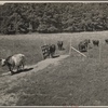 Cows, Prince Georges County, Maryland.