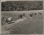 Cows, Prince Georges County, Maryland.