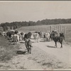 Cows, Prince Georges County, Maryland.