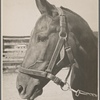 Horse, Prince Georges County, Maryland.