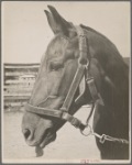 Horse, Prince Georges County, Maryland.