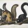Sciurus capistratus, Fox Squirrel. Natural size.