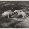 Experimental dogs. Prince Georges County, Beltsville, Maryland.