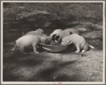 Experimental dogs. Prince Georges County, Beltsville, Maryland.