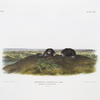 Condylura cristata, Common Star-nose Mole. Natural size.