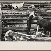 Washing cattle at Eastern States Fair. Springfield, Massachusetts