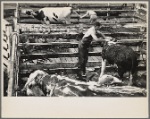 Washing cattle at Eastern States Fair. Springfield, Massachusetts