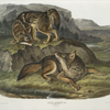 Canis latrans, Prairie Wolf. Males. 1/3 Natural size.
