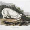 Canis lupus, White American Wolf. Male. 1/3 Natural size.