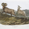 Ovis montana, Rocky Mountain Sheep. Male & female. 1/? Natural size.