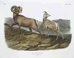 Ovis montana, Rocky Mountain Sheep. Male & female. 1/? Natural size.
