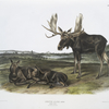 Servus alces, Moose Deer. Old male & young.