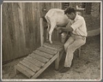 Goat milking stand. Prince Georges County, Beltsville, Maryland.