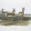 Antilope Americana, Prong-horned Antelope. (Male & female.)