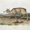 Cervus macrotis, Black-tailed Deer. Female. Summer pelage.