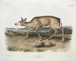 Cervus macrotis, Black-tailed Deer. Female. Summer pelage.