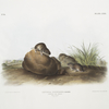 Arvocola pinetorum, Lecontes Pine Mouse. (Male & Famale. Natural size.)