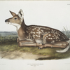 Cervus Virginianus, Common American Deer. (Fawn. Natural size.)