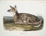 Cervus Virginianus, Common American Deer. (Fawn. Natural size.)