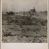 Use of machinery in cotton production is increasing. Tractors move from one field to another on the Aldridge Plantation. Near Leland, Miss. June 1937