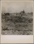 Use of machinery in cotton production is increasing. Tractors move from one field to another on the Aldridge Plantation. Near Leland, Miss. June 1937